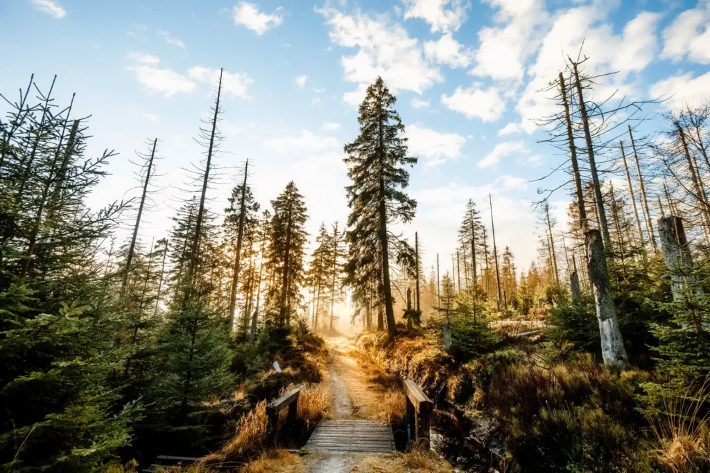 Wanderweg im Nationalpark Harz im Morgenlicht, Fichtenwald.